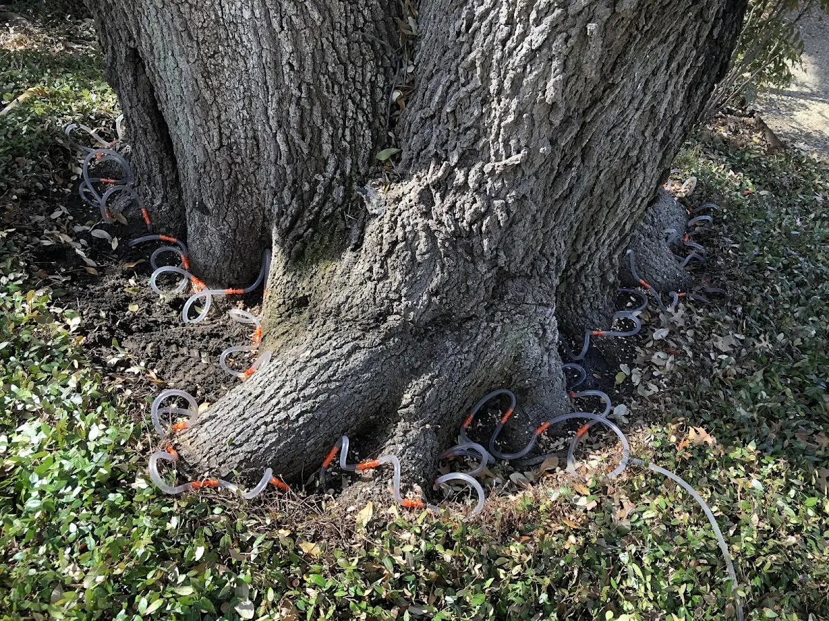 Detailed Tree Cabling and Bracing job site in Peekskill